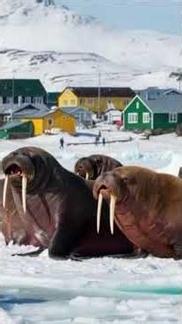 Traditional Smoked Chicken in Remote Mountains | Ancient Cooking & Mountain Life