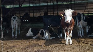 Cattle in the Stable Experience the Comfort and Joy of Blissful Farm Life with Animals
