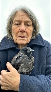 I’ve had this crow for a long time. He’s not feeling well, and I won’t leave his side. | Crow Addict