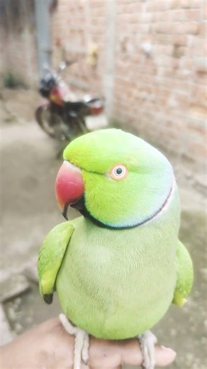 cute parrot voice video #parrot #talkingparot