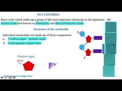 STRUCTURE OF A NUCLEOTIDE
