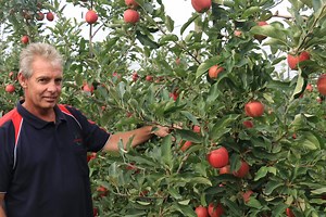 New-gen rootstocks deliver earlier and more production