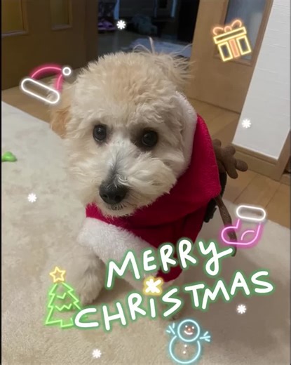 #merrychristmas 🎄🎅✨ #theothernight 外国人の友達が作ってくれたアメリカンテイストのマッシュポテトのグレイビーソースがけがまぢで最高に美味しかった😍✨ 今年はちゅっちゃんがまだ心配だから初めてツリーを出さなかったクリスマスになった🎄 #マルプー子犬 #マルプー7ヶ月 #マルプーのいる生活 #マルプー #メリクリ 🎄🧸✨