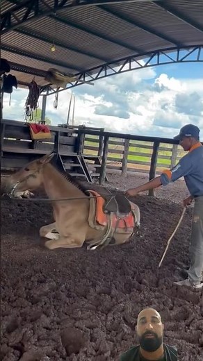 #donkeys #mule #mule #farm #rancher #agriculturalmarket #wisefromthecountryside #agriculture #cow
