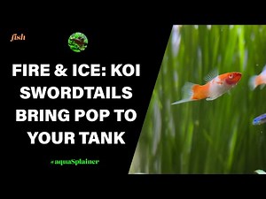 Fire & ice: Beautiful koi swordtails bring pop to your aquarium