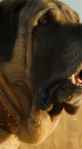 Spanish Mastiff vs Gray Wolf: Epic Plains Showdown in Castile! 🐕‍🦺🐺🇪🇸 #Shorts