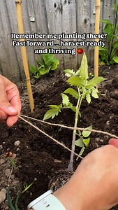 Planted my tomatoes by tying a little string around their root balls and putting them straight in the ground… and look at them now! 🍅Thriving, full of fruit, and as beautiful as every year. Feeling so grateful for this harvest and the simple joy of growing your own food. #TomatoHarvest #HomegrownGoodness #GrowYourOwn #GardenJoy #TomatoLove #PlantToPlate #GratefulGardener #gardeninghacks #gardenersofinstagram #gardeningtips #gardenlife #kitchengarden | Gitas gardening journey