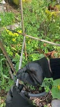 DIY Cucumber Trellis Using Bamboo Canes #cucumber #homegardening