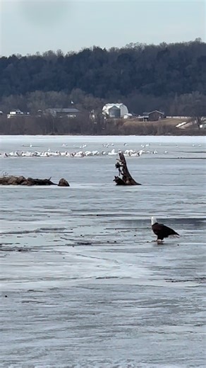 A shift in the seasons in SW Wisconsin. Plenty of eagles still on the ice and migrating pelicans finding a bit of open water. #nature #naturelovers #wisconsin #eagle #pelican | Coppervine Feeders