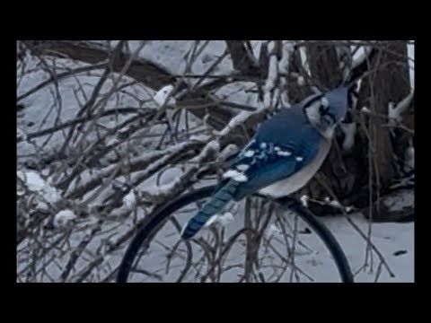 Intruder threatens my backyard birds!