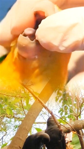 Parrot Saved! Large Food Chunk Removed from Its Throat | Amazing Bird Rescue