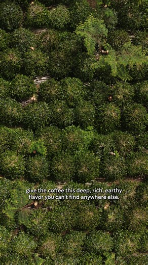 50 years ago, we fell in love with Sumatra’s coffee. Today—as the largest buyer of Indonesian Arabica—that relationship only grows deeper. Just ask Matt, one of our coffee buyers who works directly with Sumatra’s farmers to bring you coffee where every sip tastes like a discovery. #BoldCoffeeBigImpact | Starbucks New Zealand