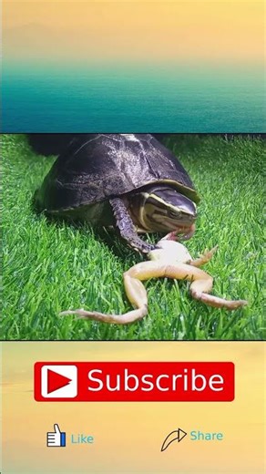 #Turtle eats frog