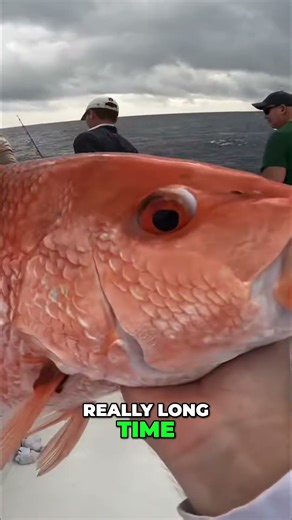 Jigging for Red Snapper: The Ultimate Catch Revealed!