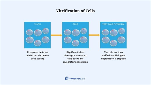Frozen Brains Revived: Mouse Study Offers Hope for Cryopreservation – Archyde
