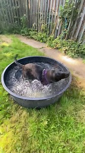 14K views · 208 reactions | Winnie figured out how fun the paddling...