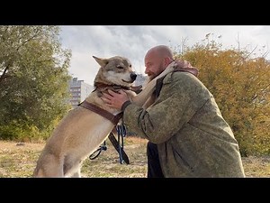Couple Live With Pet Wolf