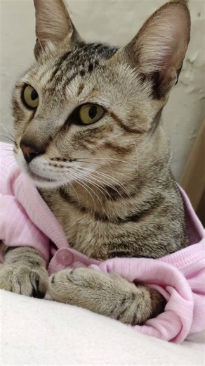 😻#cat #shortvideo #shorts #shortsfeed #short