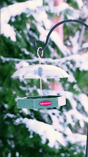 This Feeder Keeps Chickadees Coming Back — Even in Snow ❄️🐦#Kingsyard #Birdfeeder #Birds