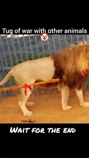 tug of war with other animals vs elephant #animals #fight #shorts