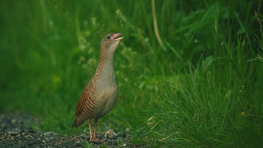 Corncrake – Call