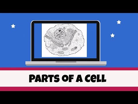 Cell Organelles and their functions