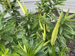 Harvesting Seed Pods: Butterfly Weed - SuburbanSill