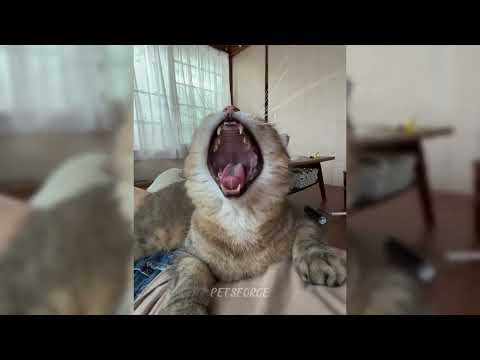 cat vs crab fight || cat fight ...CRAB 😂😂 #36