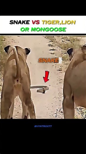 Even Lions Were Afraid of This Snake..Then a Mongoose Appeared! 🐍 | Snake vs Mongoose | mangoose |