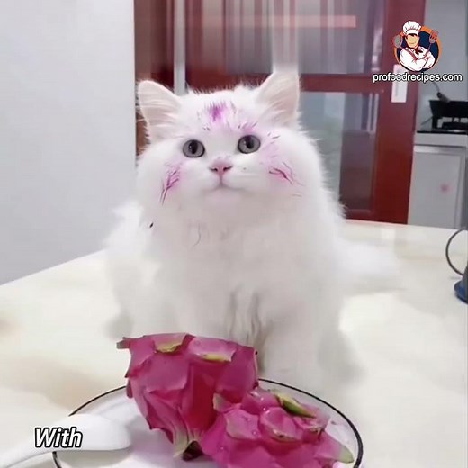 Can Cats Eat Dragon Fruit?