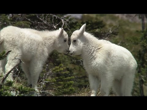 かわいい！断崖にすむシロイワヤギの赤ちゃん