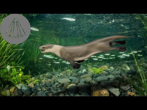 The Evolution of Seals