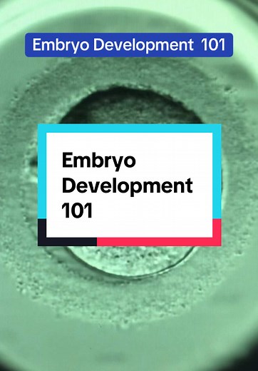 Understanding Embryo Development: A Timelapse Journey