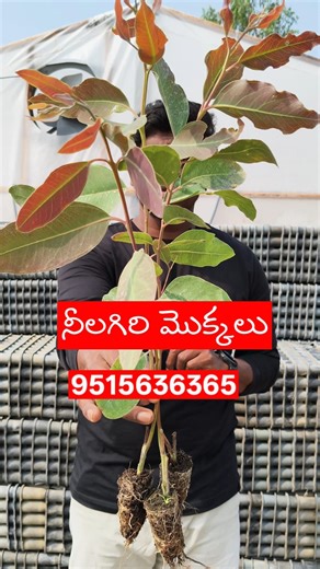 NILAGIRI 7 Number plants 🌱🌱#eucalyptusplant #jamayil