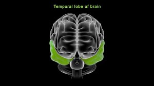 Human Temporal Lobe Brain Anatomy 3d Stock Footage Video (100% Royalty-free) 1089183183 | Shutterstock