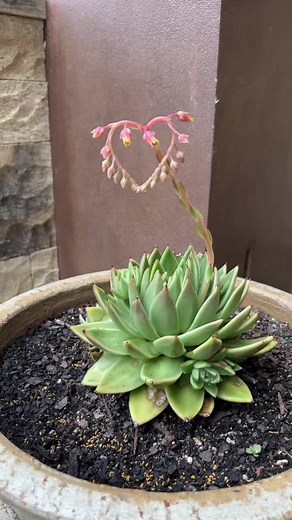 Beautiful Succulent Plants Compilation | Plant TikTok