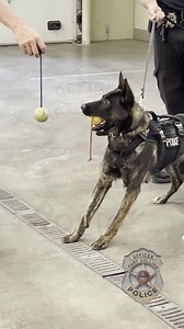 Did you know dogs learn 87% faster when their tails are wagging? Okay, that's not a scientific fact, but this week's K9 Academy sure does make it seem plausible. Our dogs get a balance of focus and reward to learn a variety of skills, including obedience and scent detection. 🦴Serious skills? Check. 🥎Fun-filled drills? Double check. 🐕A pup ready for #SafetyAndServiceForALL. Triple check! | Fort Collins Police Services