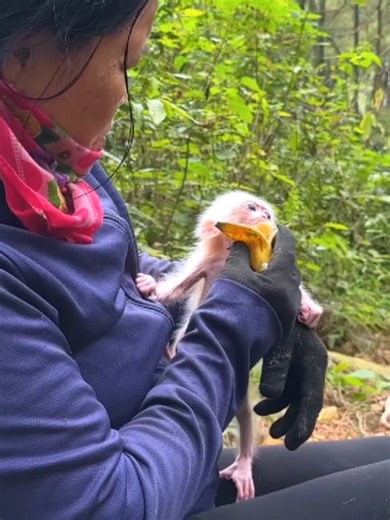 Abandoned Monkey Baby Seeks Help from Grandma