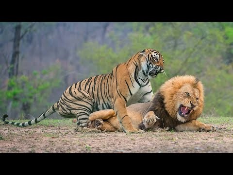 Why the Tiger is the Lion's Worst Nightmare