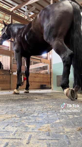 my barn routine in under 2 minutes! 🐴 #horserider #barnvlog #vlog | Horse Riding