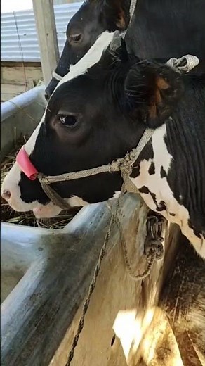 My beloved cow is happily chewing the cud 🐄Such a peaceful and heartwarming moment to watch.#MyCow