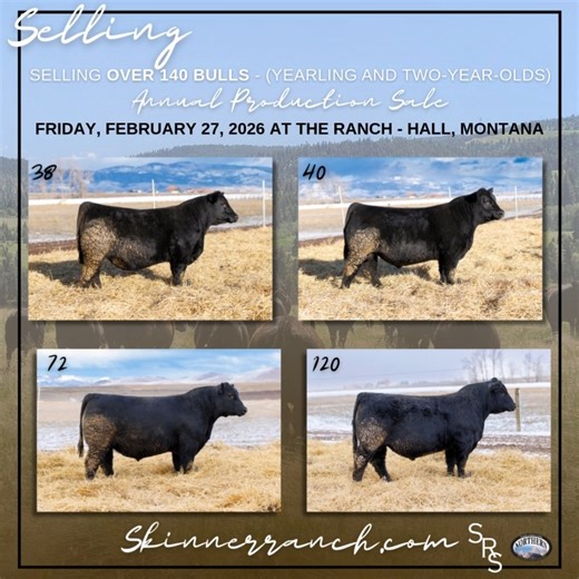 Skinner Ranch Seedstock | Annual Production Sale 📅 Friday, February 27, 2026 ⏰ 1:00 PM Mountain 📍 At the Ranch | Hall, Montana Selling 140 Yearling & Two-Year-Old Bulls built for real-world performance. For over four decades, Skinner Ranch has balanced traits that matter, emphasizing real-world cattle with convenience traits: sound feet and legs, udder quality, tight sheaths, and good disposition. 📖 Click the link to view and request a catalog 🎥 Lot videos coming soon — stay tuned Catalog & 