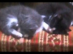 まんが日本昔ばなし BGM3