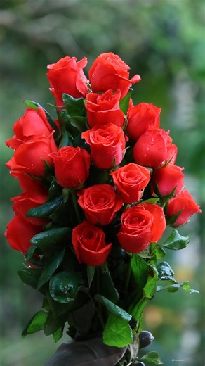 Rose Bouquets | Roses