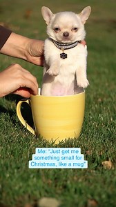 What we mean when we say ‘just something small’ 🎁😅 (On a serious note, getting a dog is a big responsibility and should only be a gift if the recipient is aware and fully prepared ❤️) ‌ #christmasdog#christmas #dogsofinstagram #dog #dogs #doglover #puppy #dogstagram #instadog #christmasdogsofinstagram #merrychristmas #christmastree #dogoftheday #doglife #puppylove #christmasdogs #puppiesofinstagram #doglovers #happydog #christmastime #christmasdecor #santapaws #rescuedog #christmaspuppy #dogso