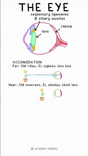 THE EYE - Biology Science Revision (GCSE) #school #exams #aqa #edexcel #ocr #lens #accommodation