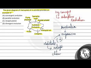 The given diagram of marsupials of A ustralia provides an example of\n(A) convergent evolution\n(B...