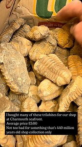 1.1K views · 1.8K reactions | 440 million year old calymene trilobites for £5 for an average one . Yes some have been repaired . These are from Morocco . A real piece of geological history | Charmouth Fossils | Facebook