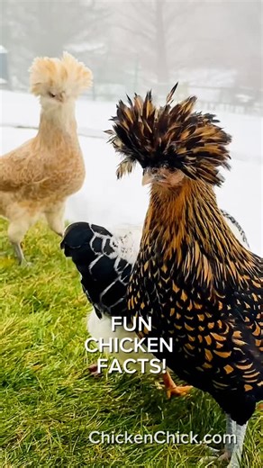Fun Chicken Facts! 👉A hen does not need a rooster to make an egg just as a woman does not need a man to ovulate monthly. 💡 👉A properly cared for hen can continue to lay eggs for 10 years or more, but NOT at the same rate as her first two years. 👉Salmonella can live in the ovary of a backyard hen, contaminating an egg before the egg is laid. 👉Fully cooking eggs is the only way to kill bacteria inside an egg, washing does NOT. 👉Eggshells can be white, brown, blue or any combination of those 