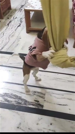 Bella vs. Curtain 🤣 | Silly Beagle Dog Playing #beagle #shorts #doglover #funnyvideo